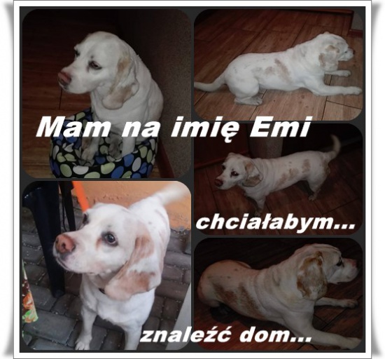 Kochana wrażliwa EMI szuka nowego domku